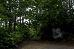 http://www.juliesteyer.com/files/gimgs/th-9_foret © Julie Steyer.jpg